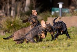 Wir lieben Hunde